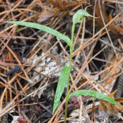 Pterostylis agathicola, photographed by Stephen Thorpe
