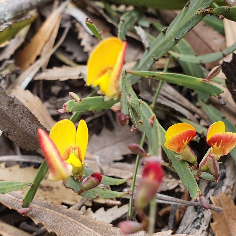 Bossiaea scolopendria, photographed by ronavery