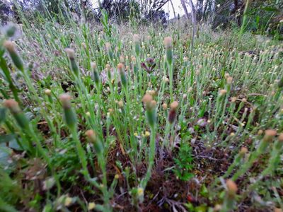 Millotia tenuifolia, photographed by spacegecko
