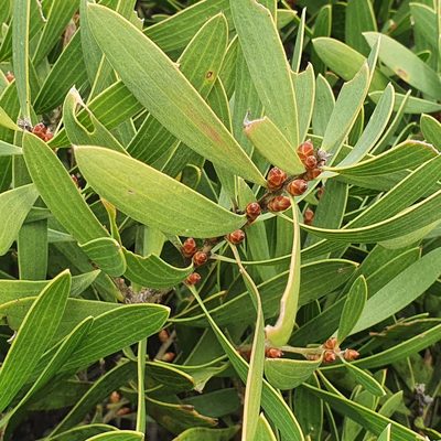 Hakea dactyloides, photographed by ronavery