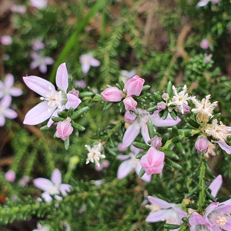Philotheca salsolifolia, photographed by ronavery