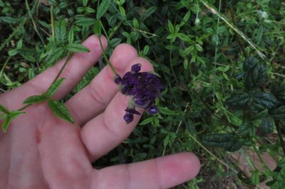 Afrolobium swartbergense, photographed by Brian du Preez