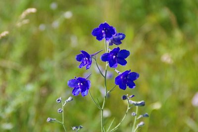 Delphinium grandiflorum, photographed by Egor Dyukarev
