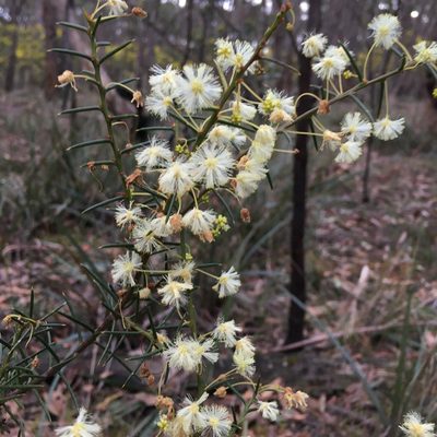 Acacia genistifolia, photographed by yatesy