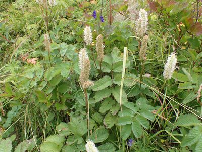 Sanguisorba stipulata, photographed by Matt Muir