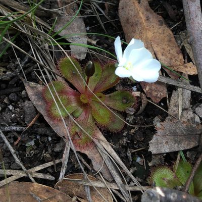 Drosera aberrans, photographed by yatesy