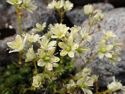 Saxifraga bronchialis, photographed by Matt Muir