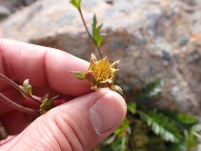 Geum rossii, photographed by Matt Muir