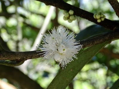 Symplocos glomerata, photographed by Toby Y