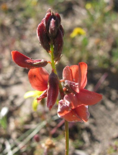 Indigofera psoraloides, photographed by douglaseustonbrown