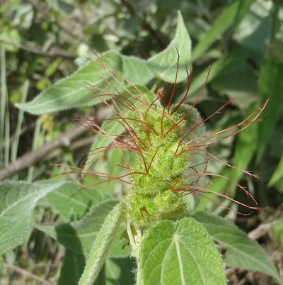Acalypha petiolaris, photographed by Nicola van Berkel