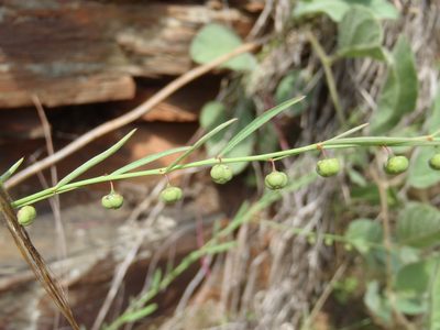 Phyllanthus pentandrus, photographed by Nicola van Berkel