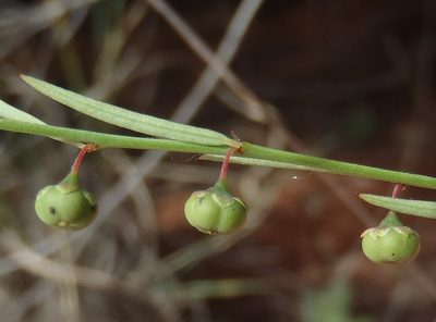 Phyllanthus pentandrus, photographed by Nicola van Berkel