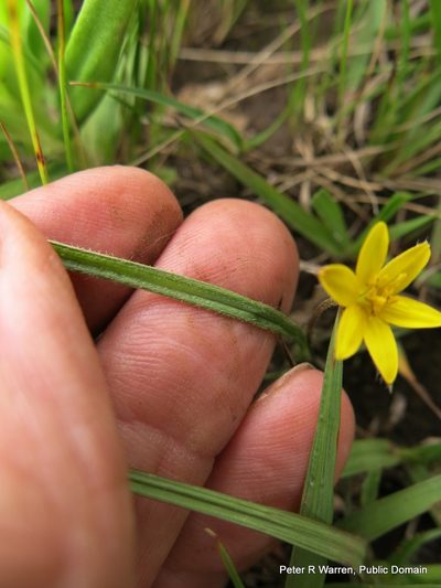 Hypoxis filiformis, photographed by Peter Warren