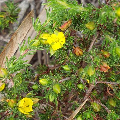 Hibbertia fasciculata, photographed by ronavery