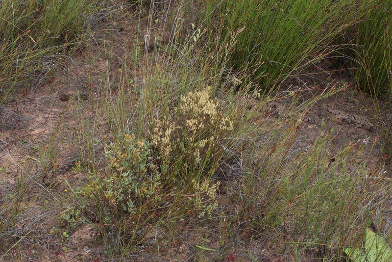 Polpoda stipulacea, photographed by Tony Rebelo