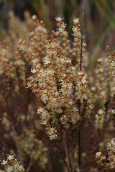 Polpoda stipulacea, photographed by Tony Rebelo