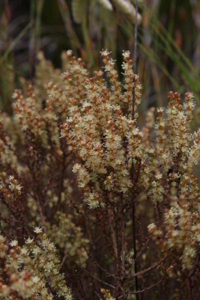 Polpoda stipulacea, photographed by Tony Rebelo