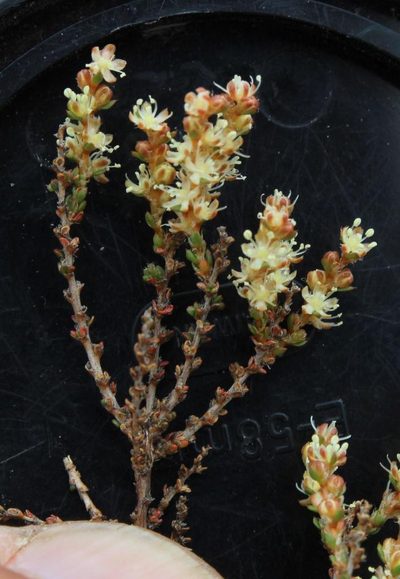 Polpoda stipulacea, photographed by Tony Rebelo