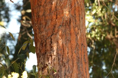 Eucalyptus robusta, photographed by Greg Tasney