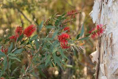 Melaleuca citrina, photographed by Greg Tasney