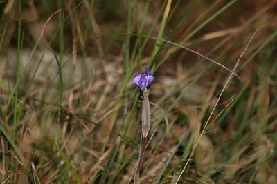 Patersonia sericea, photographed by Greg Tasney