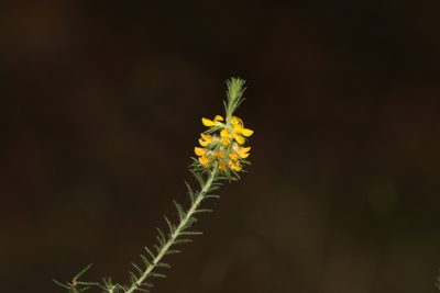 Phyllota phylicoides, photographed by Greg Tasney