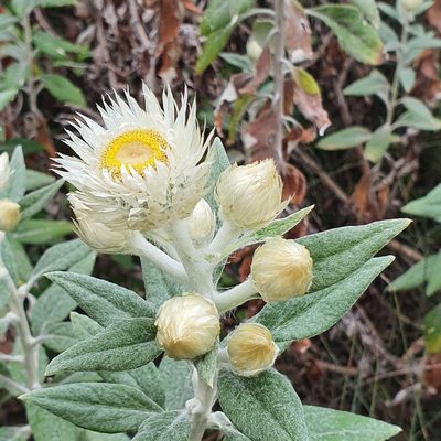Coronidium elatum, photographed by ronavery