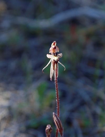 Caladenia pachychila, photographed by Margaret Langley