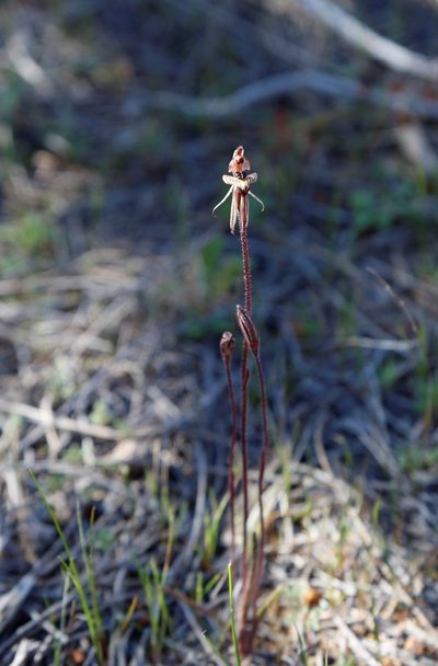 Caladenia pachychila, photographed by Margaret Langley