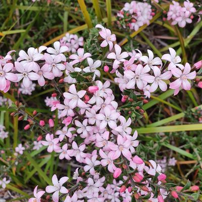 Philotheca buxifolia, photographed by ronavery