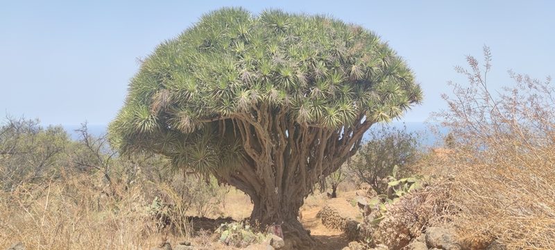 Dracaena draco, photographed by Santiago Martín-Bravo