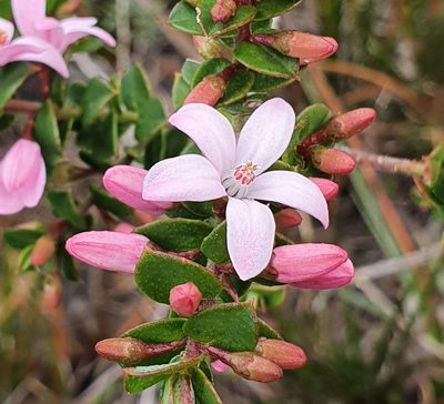 Philotheca buxifolia, photographed by ronavery