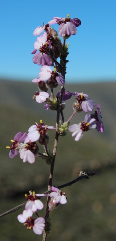 Eriocephalus purpureus, photographed by Tony Rebelo