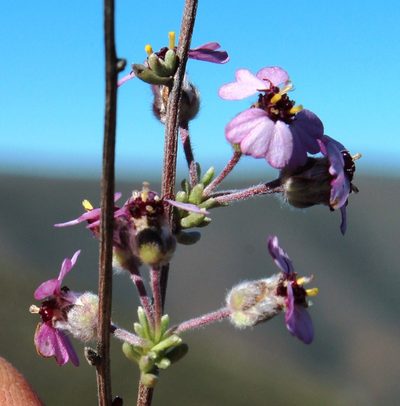 Eriocephalus purpureus, photographed by Tony Rebelo