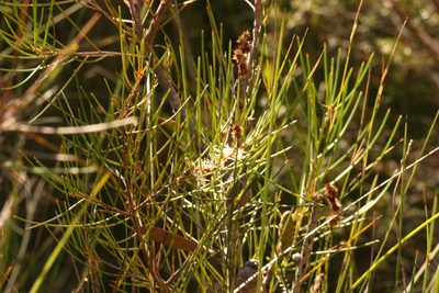Hakea actites, photographed by Greg Tasney