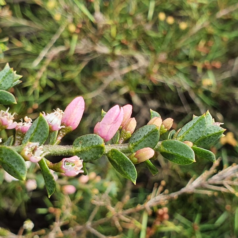 Philotheca buxifolia, photographed by ronavery
