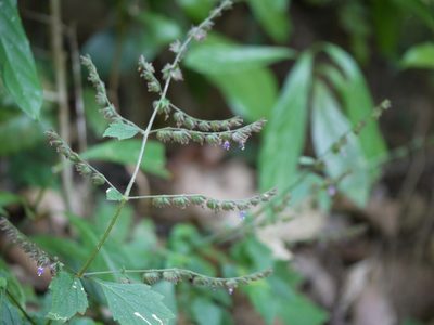 Pogostemon paniculatus, photographed by Dinesh Valke