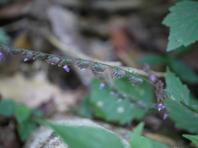 Pogostemon paniculatus, photographed by Dinesh Valke