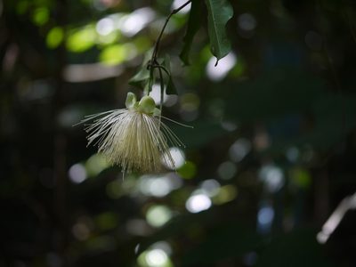 Syzygium laetum, photographed by Dinesh Valke