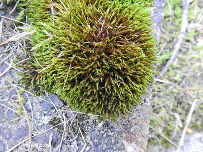 Schistidium crassipilum, photographed by Susan Marley