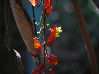 Thunbergia mysorensis, photographed by Dinesh Valke