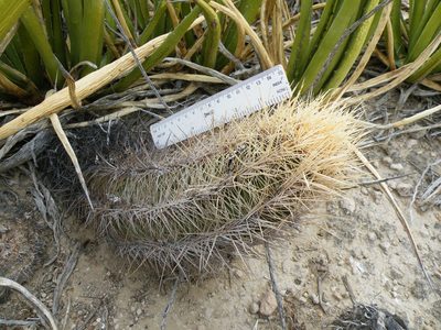 Thelocactus bicolor, photographed by amantedarmanin