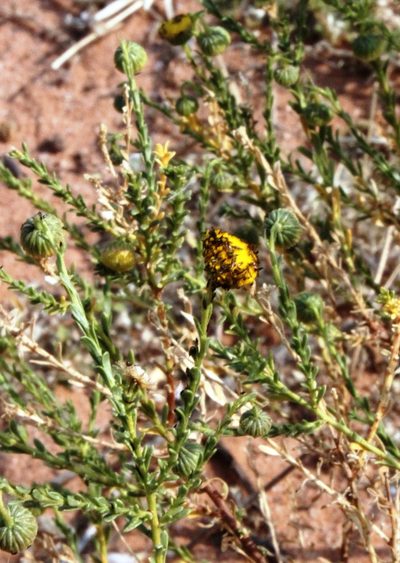 Chrysocoma obtusata, photographed by Tony Rebelo