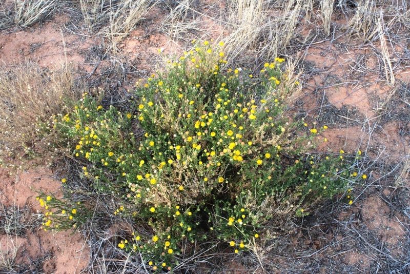 Chrysocoma obtusata, photographed by Tony Rebelo