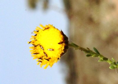 Chrysocoma obtusata, photographed by Tony Rebelo