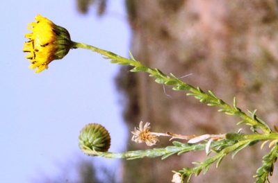 Chrysocoma obtusata, photographed by Tony Rebelo
