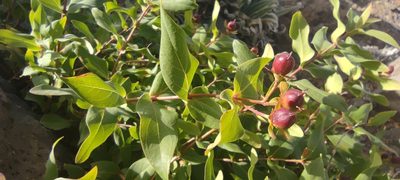 Hypericum grandifolium, photographed by Santiago Martín-Bravo
