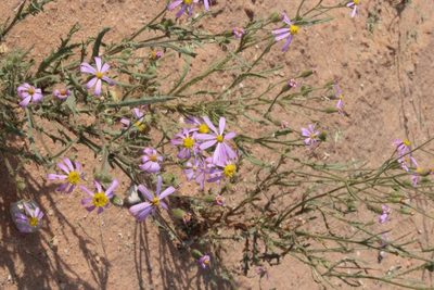 Senecio eenii, photographed by Tony Rebelo