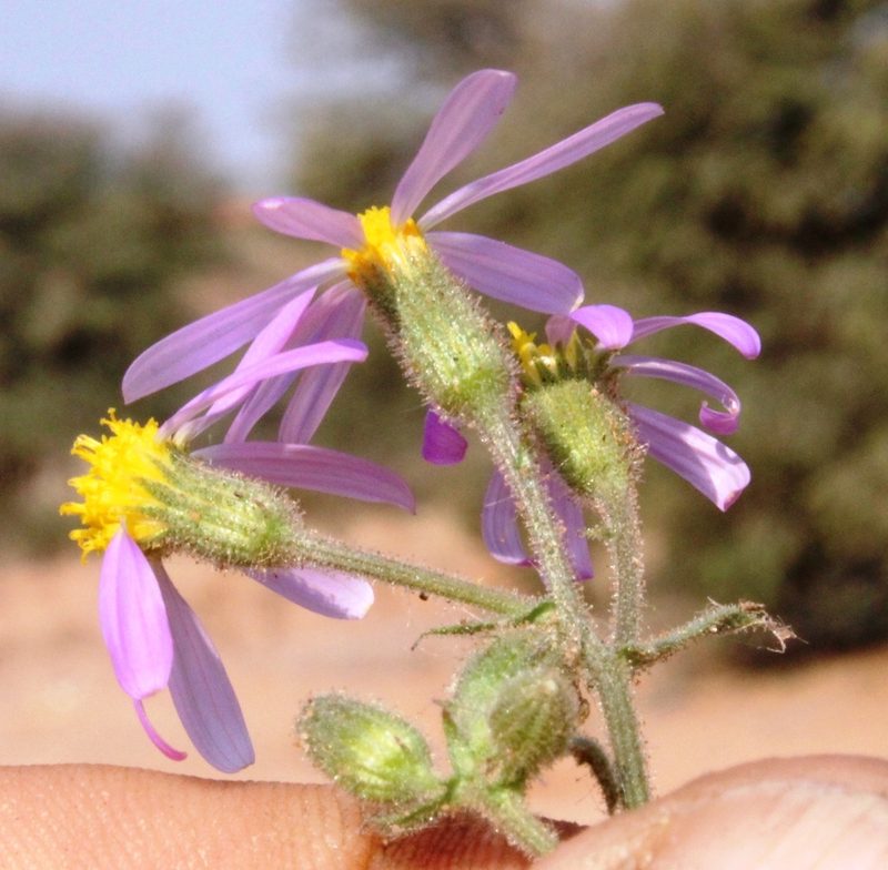 Senecio eenii, photographed by Tony Rebelo